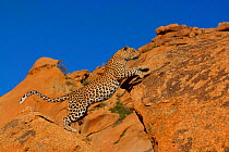 Leopard {Panthera pardus} leaping between rocks Namibia, Southern Africa