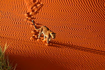 Leopard {Panthera pardus} walking down sand dune Namibia, Southern Africa