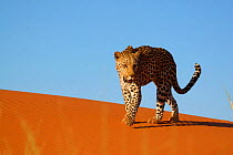 Leopard {Panthera pardus} walking along sand dune, Namibia, Southern Africa