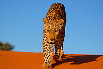 Front view of Leopard {Panthera pardus} walking down sand dune, Namibia, Southern Africa