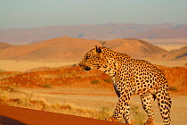 Leopard {Panthera pardus} walking along sand dune ridge in Namib desert landscape, Namibia, Southern Africa