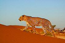 Leopard {Panthera pardus} walking along sand dune Namibia, Southern Africa