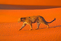 Leopard {Panthera pardus} walking in Namib desert Namibia, Southern Africa