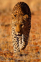 Front view of Leopard {Panthera pardus}  Namibia, Southern Africa