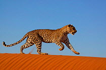 Leopard {Panthera pardus} running along sand dune ridge, Namibia, Southern Africa
