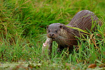 European river otter {Lutra lutra} with fish England, UK captive
