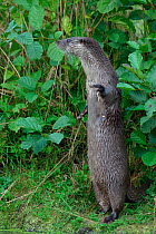 European river otter {Lutra lutra} standing on hind legs for better view of surrounding area, England, UK captive