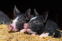 Domestic Berkshire piglets {Sus scofa domestica} Wiltshire, England, UK