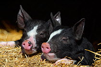 Two Domestic Berkshire piglets {Sus scofa domestica} Wiltshire, England, UK