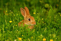 Young European rabbit {Oryctolagus cuniculus} in field, Hampshire, England, UK