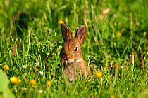 European rabbit {Oryctolagus cuniculus} in field Hampshire, England, UK