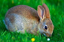 European rabbit {Oryctolagus cuniculus} feeding on grass, Hampshire, England, UK
