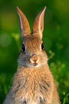 Young European rabbit {Oryctolagus cuniculus} head on portrait,  Hampshire, England, UK