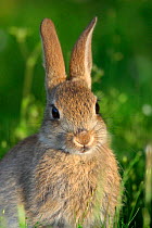 Head portrait of young European rabbit  {Oryctolagus cuniculus} Hampshire, England, UK