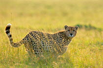 Female Cheetah in long grass {Acinonyx jubatus} Masai Mara National Reserve Kenya