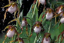 White Lady's slipper orchids in rain {Cypripedium montanum} BC, Canada