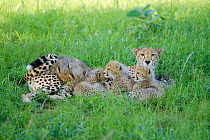 Cheetah mother suckling 3- month-old cubs {Acinonyx jubatus} Phinda Resource Centre,