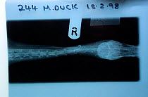 X-ray of Mallard duck with fish hook in throat. UK {Anas platyrhynchos}