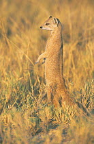 Yellow mongoose on lookout {Cynictis penicillata} Etosha NP, Namibia