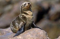 South african fur seal pup {Arctocephalus pusillus pusillus} waiting for mother, Skeleton coast, Namibia.