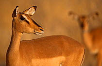 Black faced impala female {Aepyceros melampus melampus} Etosha NP, Namibia