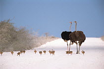 Ostrich {Struthio camelus} pair on road with fourteen chicks,  Etosha NP, Namibia