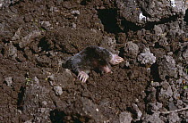 European mole emerging {Talpa europaea} Somerset, UK