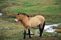Przewalski horse {Equus ferus przewalski}  Scotland, UK