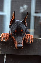 Doberman dog peering over kennel fence {Canis familiaris} Scotland, UK