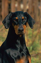 Doberman dog with uncropped ears {Canis familiaris} Scotland, UK