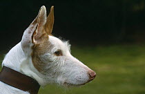 Ibizan hound (Canis familiaris) rough coated, lion and white colouration, Scotland, UK