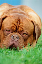 Dog de Bordeaux portrait {Canis familiaris}