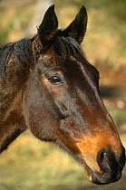 Thoroughbred horse portrait {Equus caballus} Scotland, UK