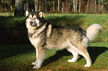 Alaskan malamute dog {Canis familiaris} Scotland, UK