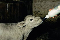 Charolais cross calf bottle feeding {Bos taurus} Scotland,