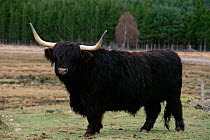Domestic Highland cattle black bull portrait {Bos taurus} Scotland, UK