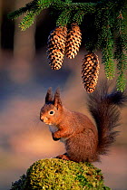 Red Squirrel portrait {Sciurus vulgaris} Sweden,