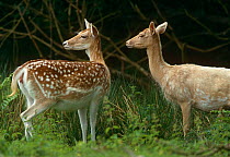 Fallow deer {Dama dama} white variant on right, New Forest, Hampshire, UK