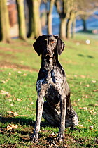 German short-haired pointer dog {Canis familiaris} Scotland, UK
