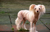 Chinese crested dog female {Canis familiaris} Scotland, UK