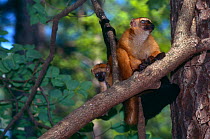 Sclater's Black lemur {Lemur macaco flavifrons} captive, critically endangered