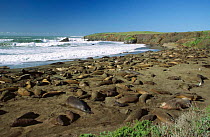 Northern elephant seals {Mirounga augustirostris} hauled out resting on beach, Ano Nuevo State Reserve, California, USA