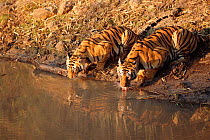 Two Bengal tigers drinking at waterhole {Panthera tigris tigris} Bandhavgarh NP India