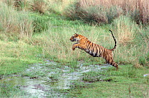 Bengal tiger leaping across water {Panthera tigris tigris} Bandhavgarh NP, India