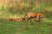 Bengal tigress leading young cubs {Panthera tigris tigris} Bandhavgarh NP, Madhya Pradesh, India