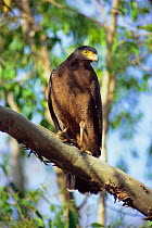 Crested serpent eagle portrait {Spilornis cheela} Bandhavgarh NP Madhya Pradesh India