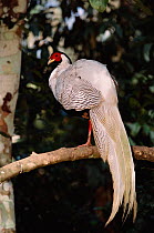 Silver pheasant {Lophura nycthemera}  Yunnan, China