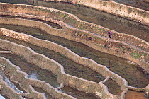 Yuanyang grand terraces built 3000 years ago by Hani people, Honge, Yunnan, China
