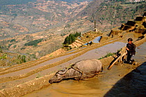 Buffalo working on Yuanyang grand terraces built by Hani people 3000 yrs ago, Honge, Yunnan, China 2001