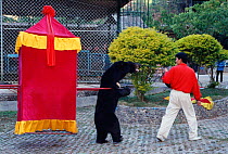 Asiatic black bear {Ursus thibetanus} performing for tourists Xishuangbanna, Yunnan, China 2001